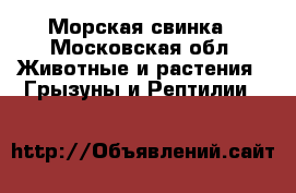 Морская свинка - Московская обл. Животные и растения » Грызуны и Рептилии   
